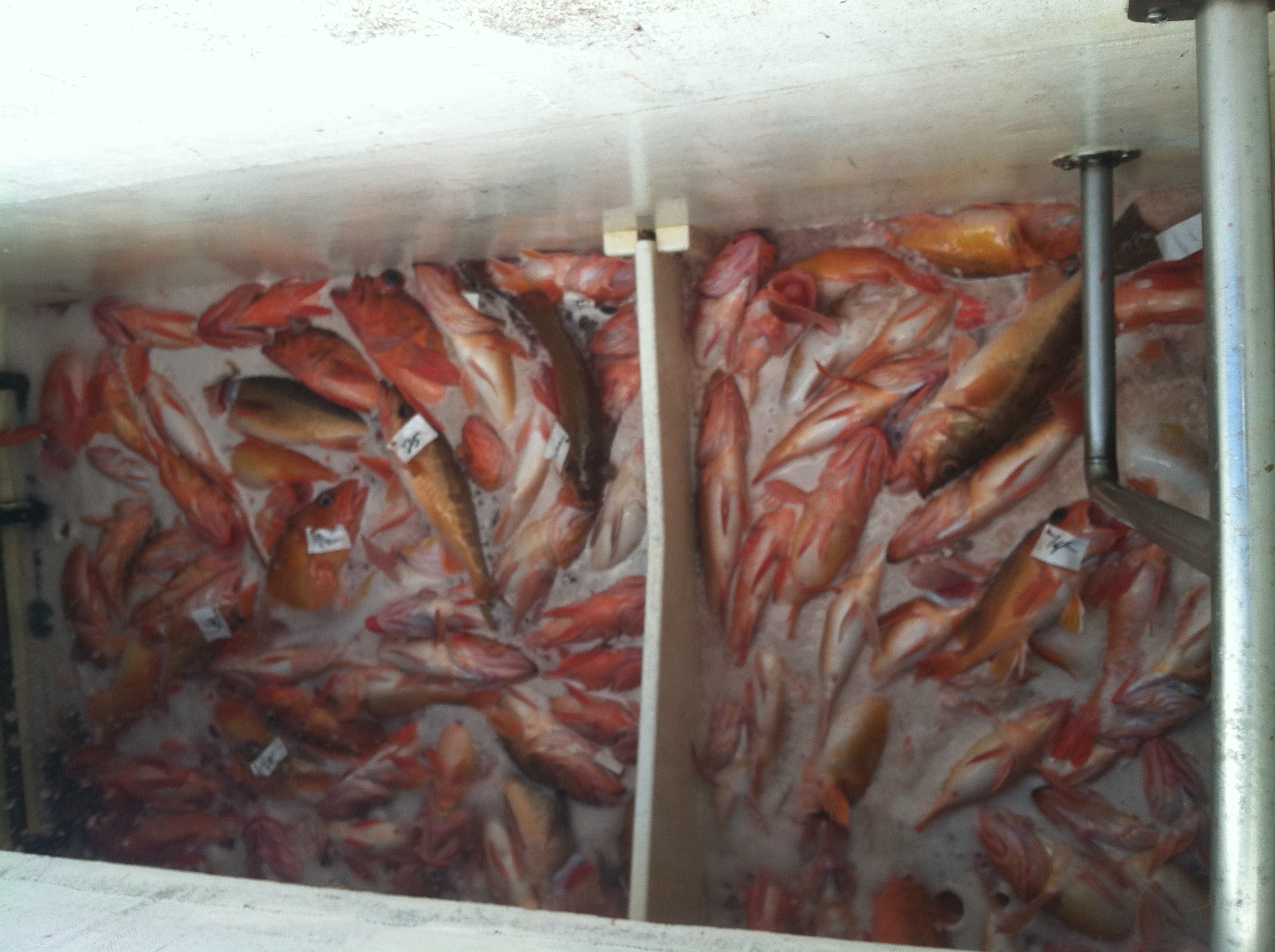 Refrigerated saltwater hold